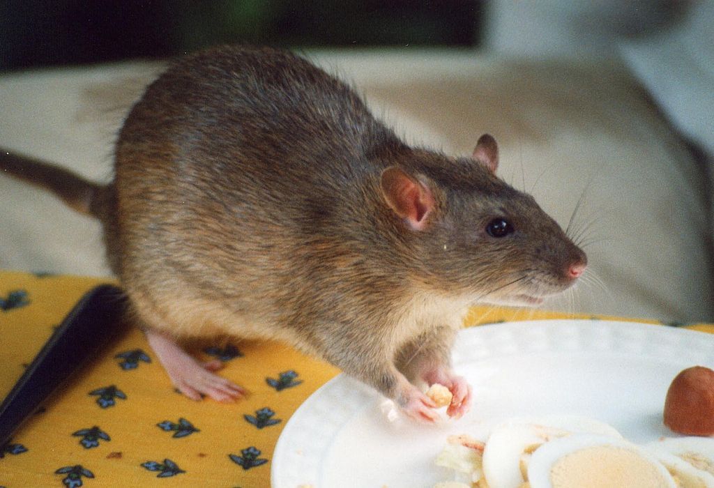 Rat Diet