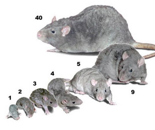 Rat Size