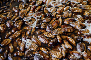 How To Get Rid Of Cockroaches