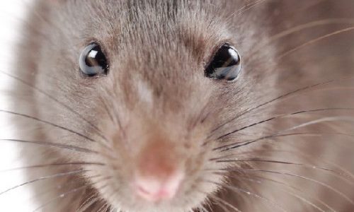 7GCPeSkqz3duhcXkg7E6H7-970-80