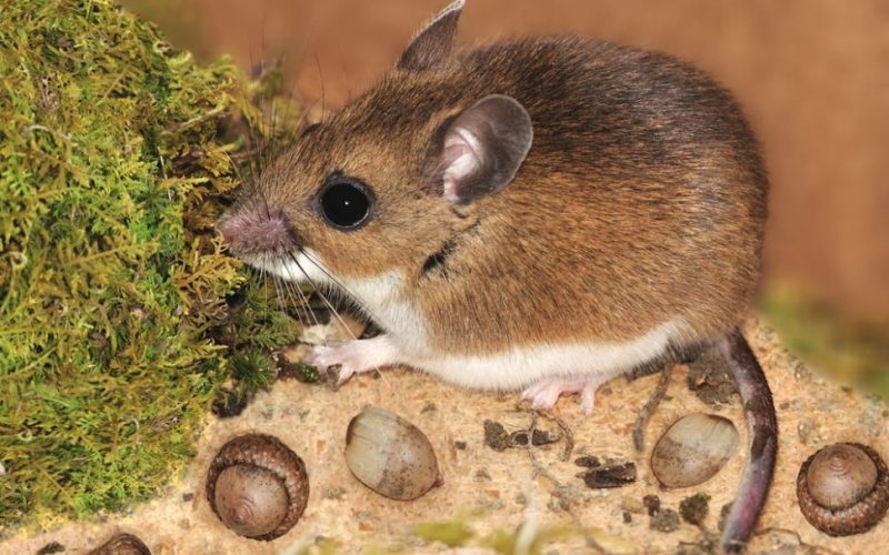 X87p7tYL5k5YXQREhceUfM-970-80