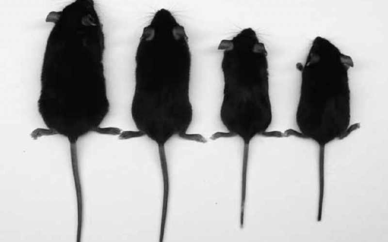mice size